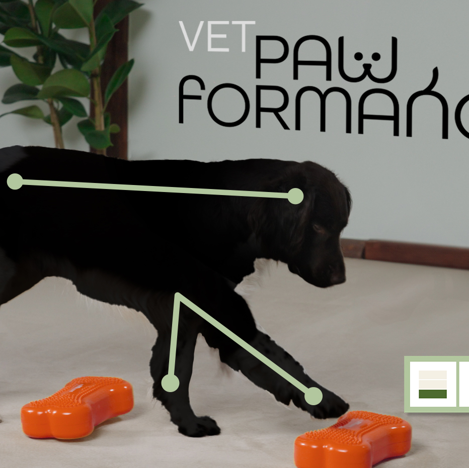 Visual Brand Building. Dog does exercises, explained with auxiliary lines