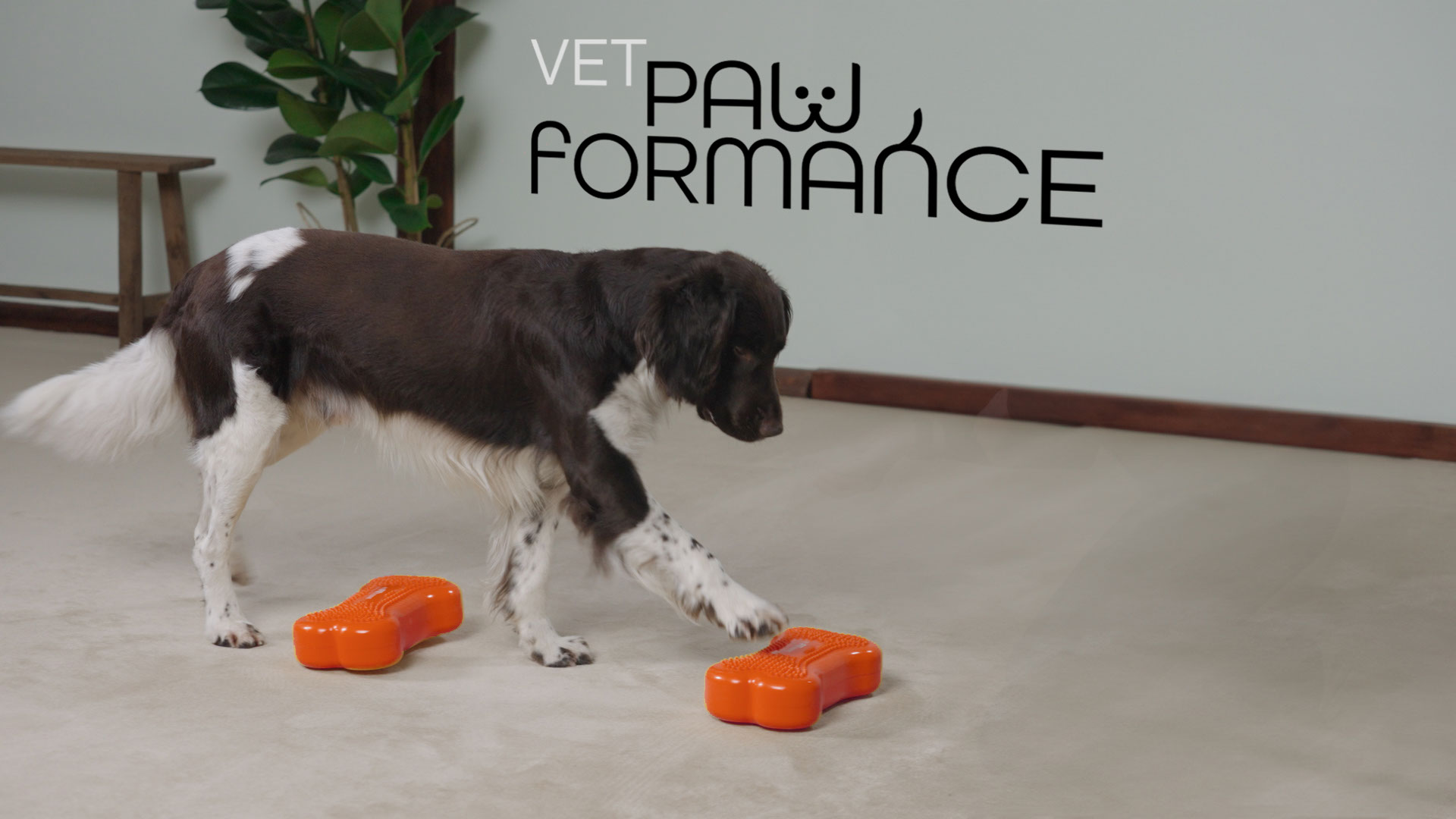 Visual Brand Building, Hund macht Physiotherapie zu Hause